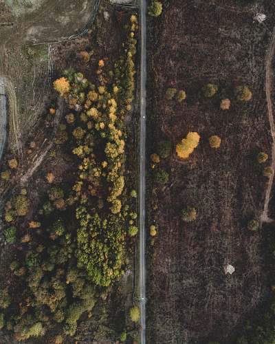 lacey aerial photo of green leaf tree beside raod algae
